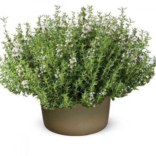 نبتة زعتر  20سم