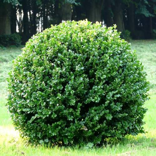 شمشير 60سم