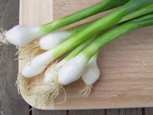 بذور بصل اخضر 5 غرام 