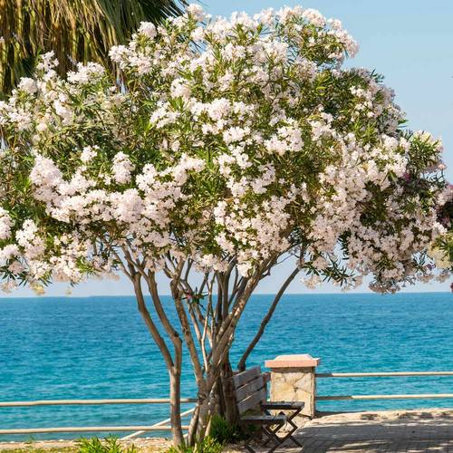 دفلة هولندي ابيض 2 شتلة بالمركن