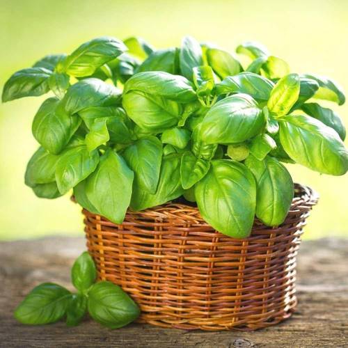 بذور ريحان ايطالي 10 غرام 