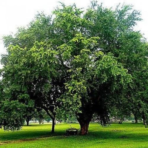 شتلة لوز هندي 70سم
