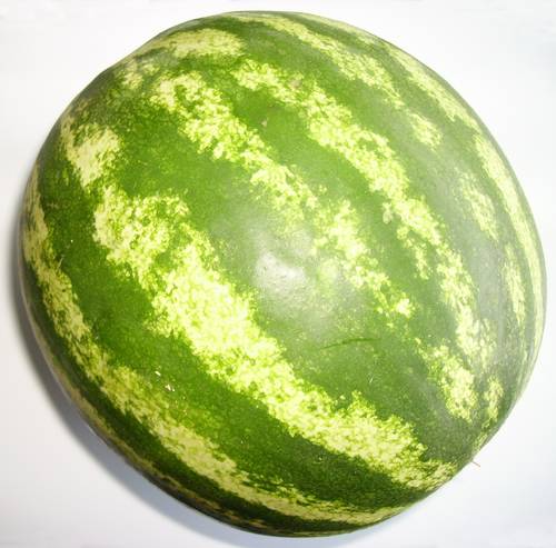 بذور بطيخ دائري 10 غرام 