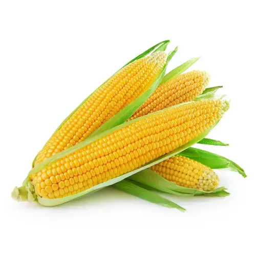 بذور ذرة صفراء 10 غرام 