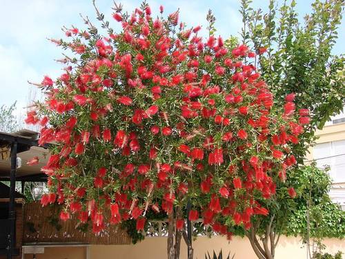فرشاة الزجاج 