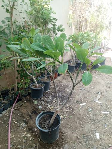 ياسمين هندي 