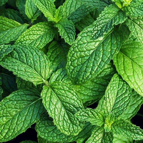 بذور نعناع 0.25 غرام