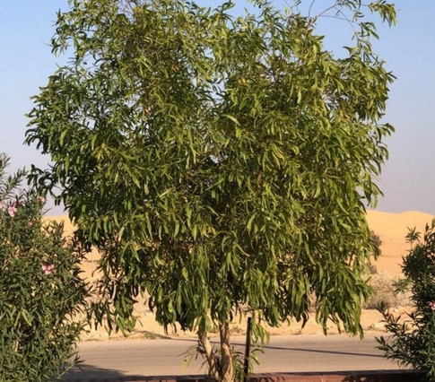 كينا ليموني 