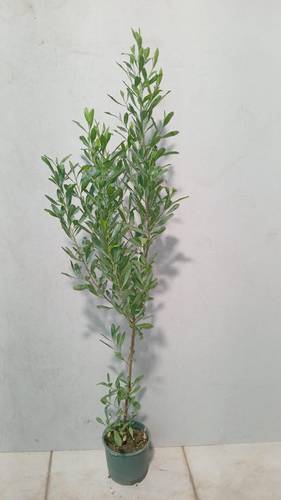ادودونيا مركن 1م