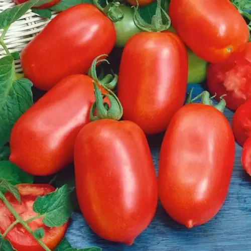 بذور طماطم روما 5 غرام 