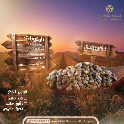 دخن بلدي 