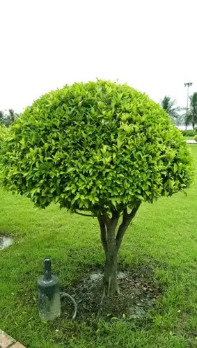 فيكس باندا 1.5م
