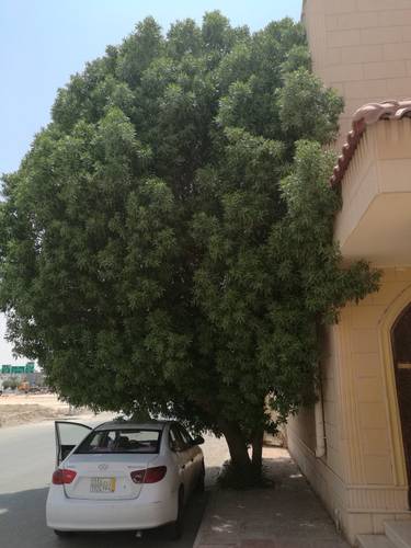 بزروميا مركن