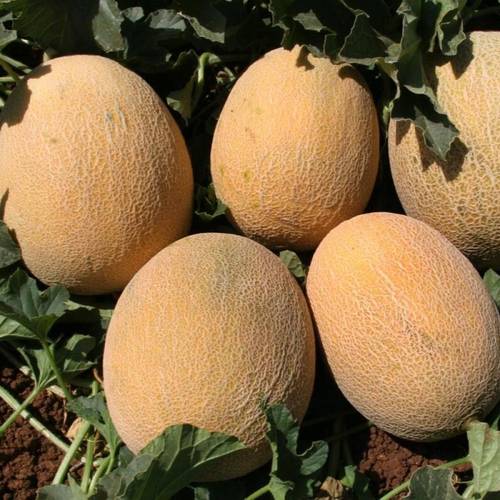 بذور شمام اناناسي 10 غرام 