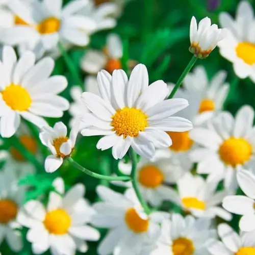بذور زهور بابونج 5 غرام 