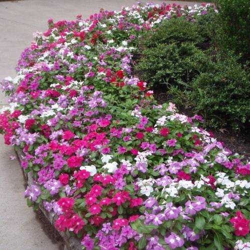 بذور زهور بفته 5 غرام