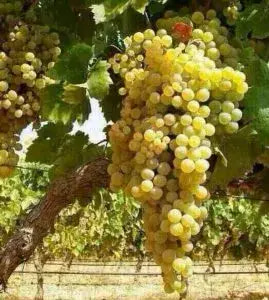 شتلة عنب بناتي اصفر