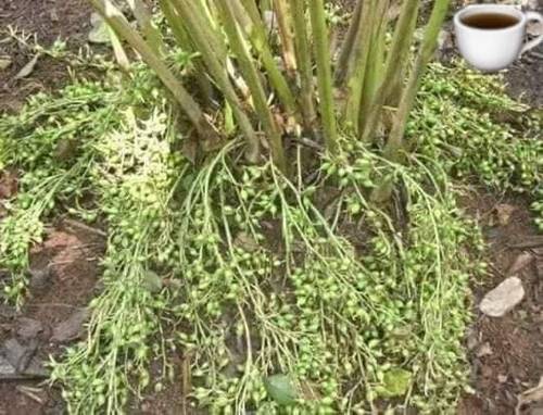 شتلة هيل هندي اصلي