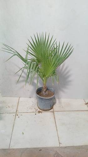نخلة واشنطونيا 70سم