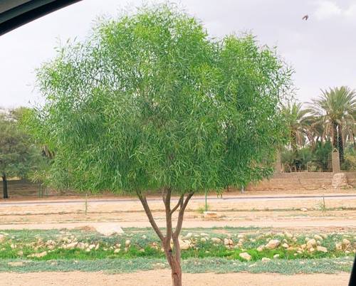 طلح ملحي 