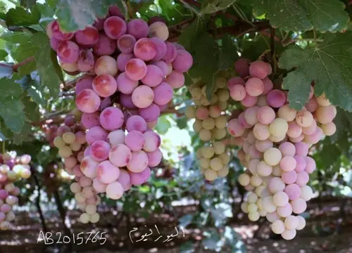 شتلة عنب حلواني