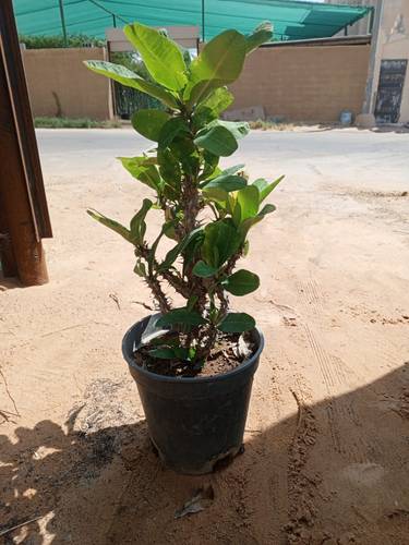 ايفوربيا أحمر 30 سم