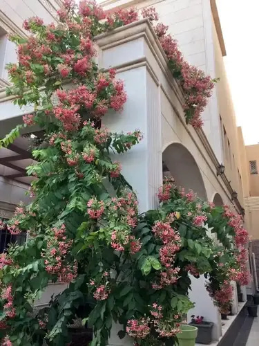 ياسمين احمر متسلق