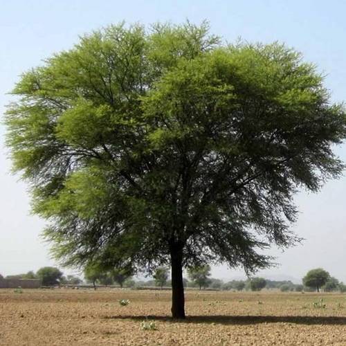 قرض افريقي 1م 