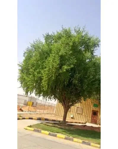 شتلة سدر بلدي 1م 