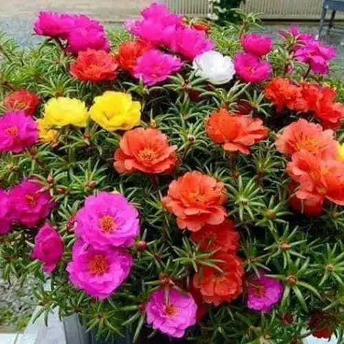 بذور زهور بورتولاكا 5 غرام 