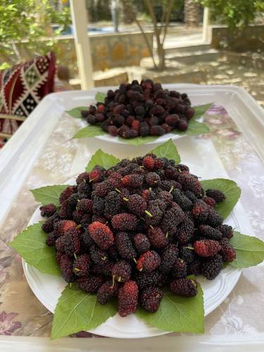 توت شامي 2.5م 