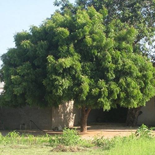 لبخ  1.5م