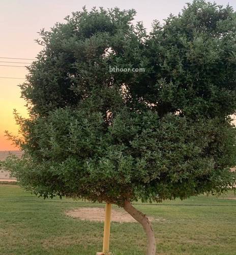 وايتكس اخضر 1.5م 