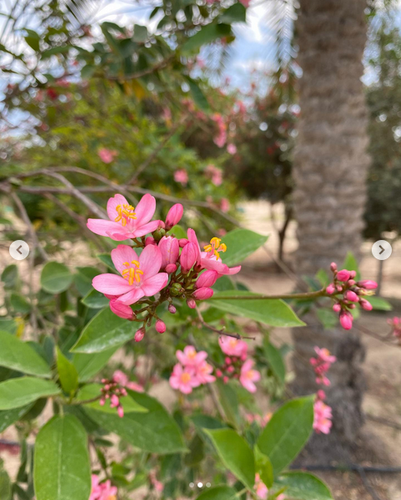 جاتورفا بنك 1.5م