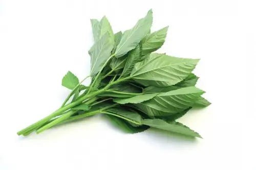 بذور ملوخية 10 غرام 