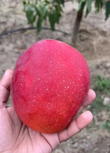 شتلة مانجو باز امريكي مطعم 4 سنة