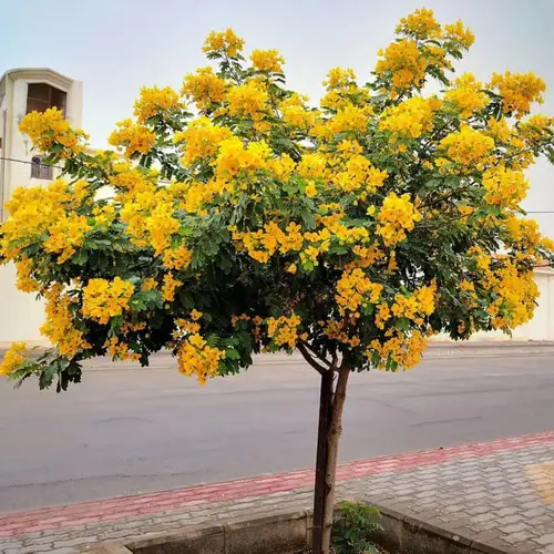 اكاسيا جلوكا 2م مركن 28