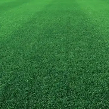 بذور ثيل اسباني 1 كيلو  يكفي 30-50 م2