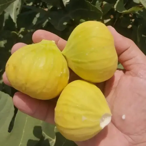 تين اسباني اصفر