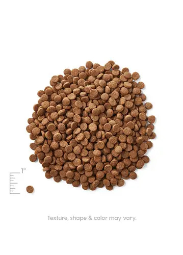 Sold Gold dry food with chicken and egg flavor for cats