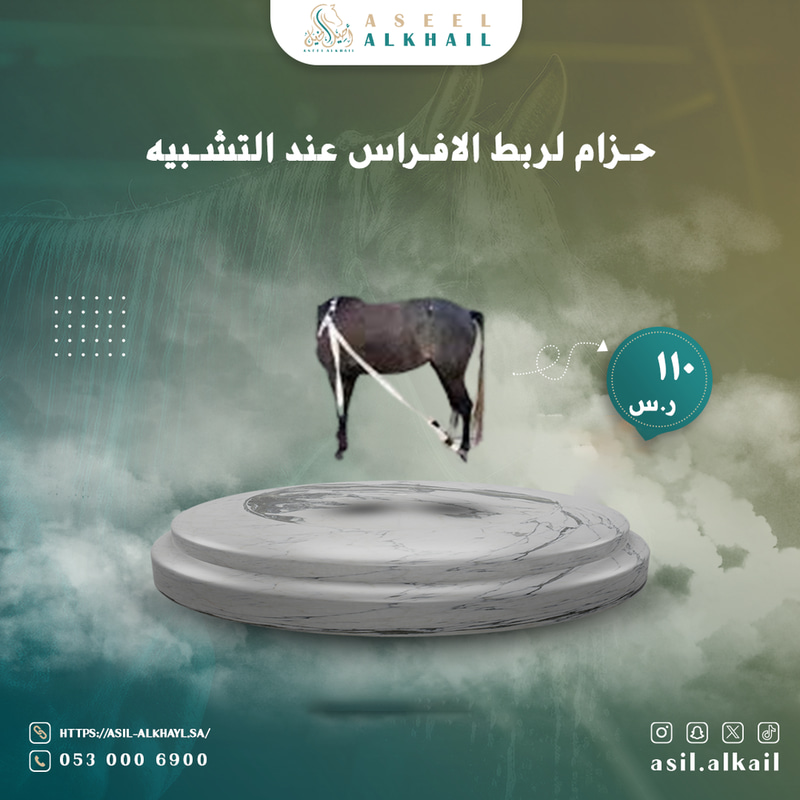 حزام لربط الافراس عند التشبيه