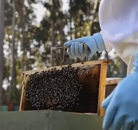 أعسال طبيعية مختارة بعناية