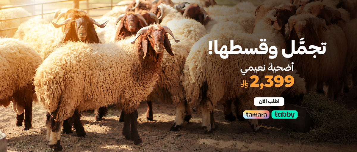 الأكثر رواجًا