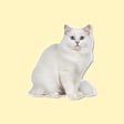 Pets