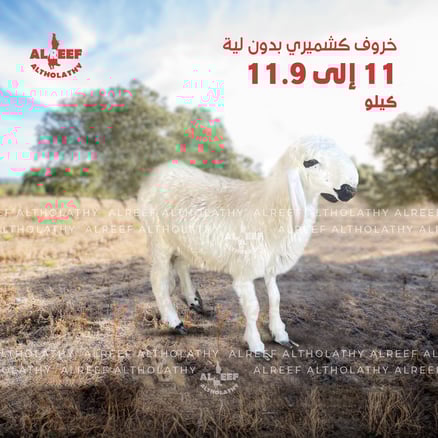 Kashmiri lamb without tail fat, weighing between 11 to 11.9 kg