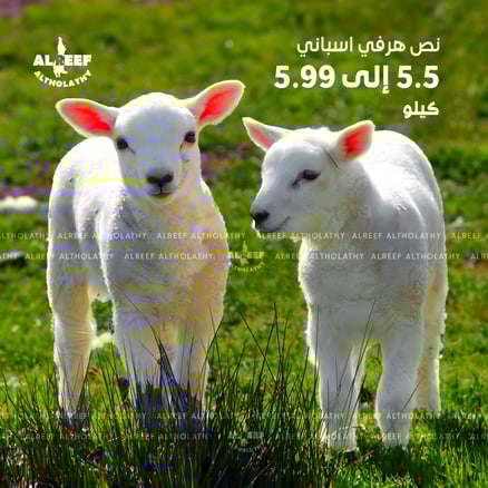 نص هرفي اسباني من 5.5 الى 5.99 كيلو