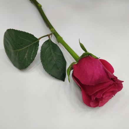 ورد جوري فوشي - Dark Pink Rose