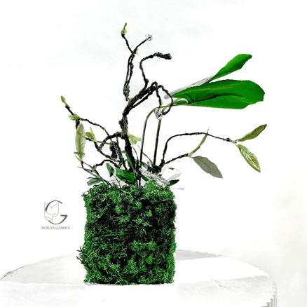 فراشة_image_0