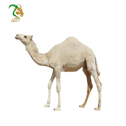 حاشي