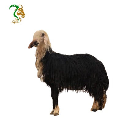 خروف نجدي